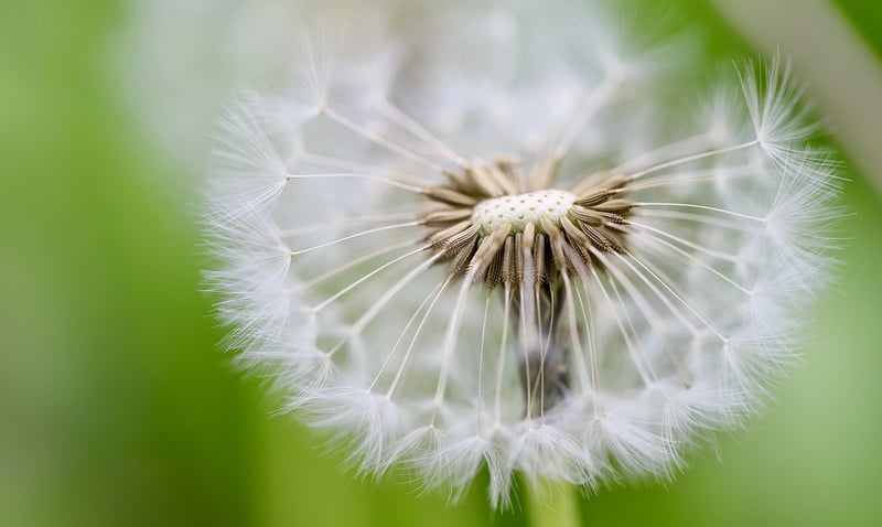 Constellation Seeds
